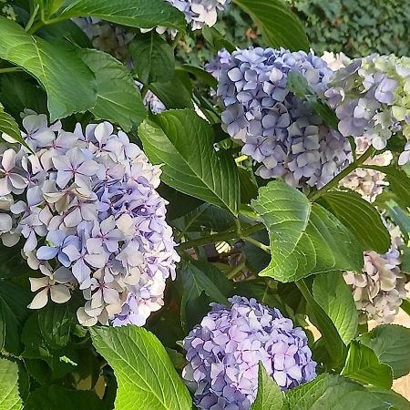 مبيت وإفطار باغنوريغيو Fili D'Erba المظهر الخارجي الصورة